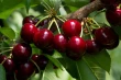Sweet cherries: German season kicks off with early harvests and limited supply