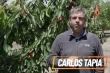Potatura dei ciliegi: strategia vincente per qualità e competitività cilena