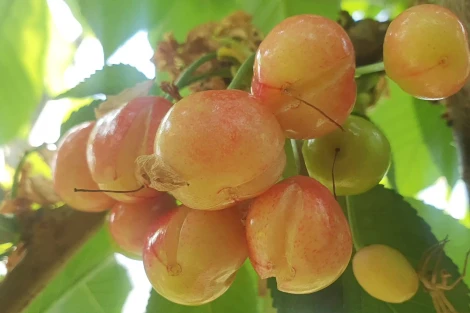 Come prevenire il cracking dei frutti nei frutteti mediterranei con il sensing avanzato