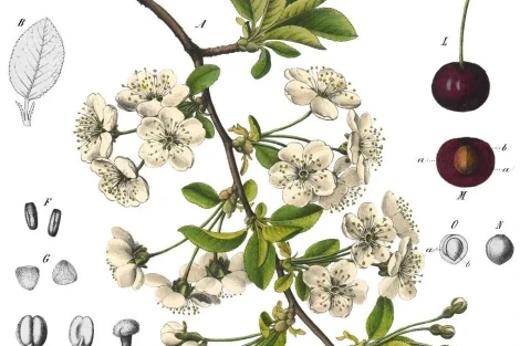 Cherry genome and diversity: China-France research on Cerasus evolution