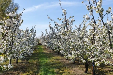 Cherry training systems: complete guide to the most efficient orchard architectures