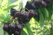 Cherry fruit load management: effective strategies in Chile and Peru