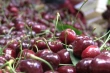 Ciliegie in Kirghizistan: raccolto 2025 in calo a Kadamjay ma prezzi in crescita