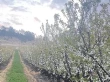 Somercotes (Tasmania) cherries ready for a promising season